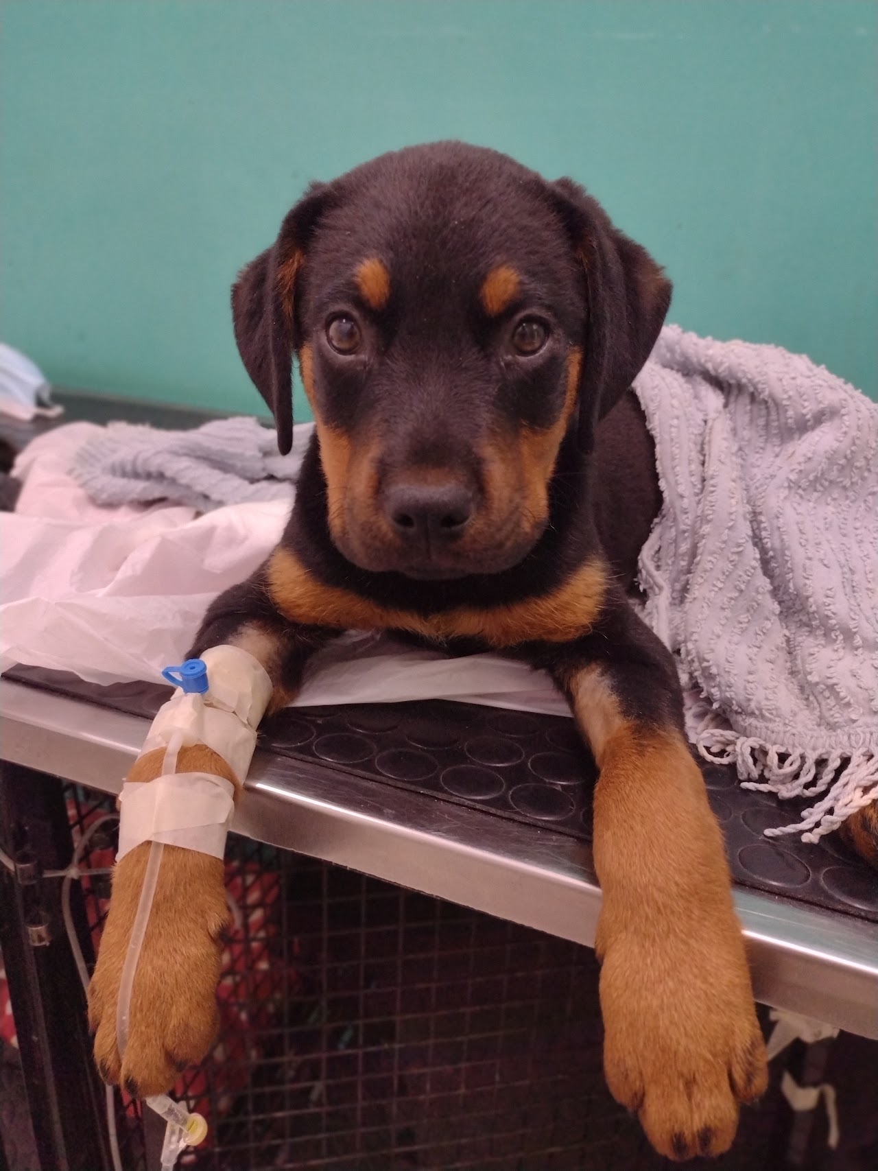Atención cariñosa y chequeo preventivo canino